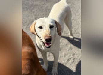 Zuckersüße Labi-Mix-Schnute ♥Chica♥ wartet schon darauf von dir gesehen zu werden