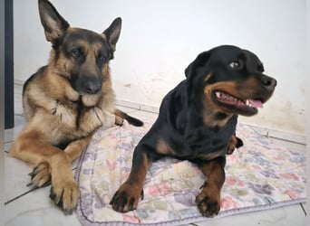 Rottweiler Schäferhund Mischling