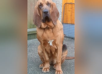 Bloodhound - Chien Saint Hubert