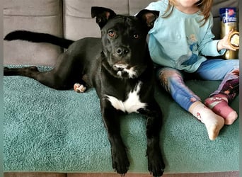 Vili-SI, Herzensbrecher sucht Familie!