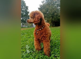 Kleinpudel Zwergpudel in rot red, vererbt auch tan bzw. loh