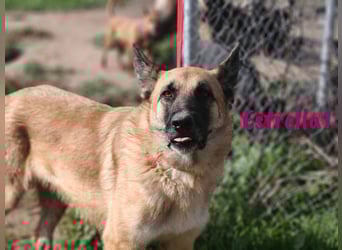 Estrella1 05/2021 (in Deutschland) - sportliche, hübsche Deutsche Schäferhund Mix Hündin!