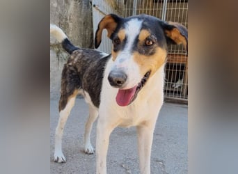 Dino ❤️ aufgeweckter, lieber Traumhund