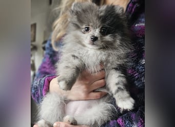 Zwergspitz Pomeranian Welpen Black Tan Merle Sable