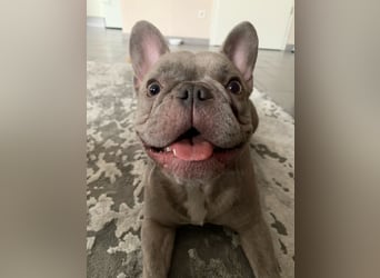 Französische Bulldoggen Welpen