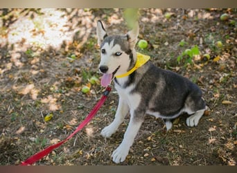 Welpe SHIRA - das Husky-Mix-Mädel bringt eine große Portion Leben und Frohsinn in dein Zuhause
