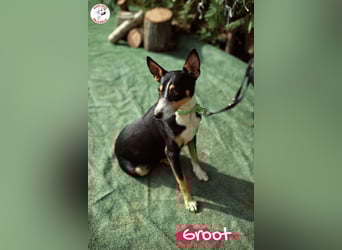 Groot 11/2018 (ESP) - sozialer und feinfühliger, kleiner Podenco-Mix!