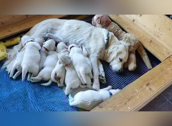 Golden Retriever Welpen