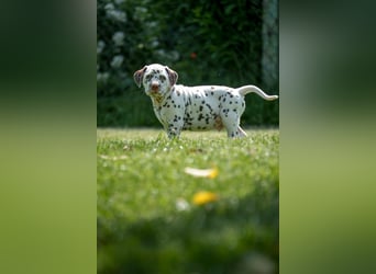 VDH/FCI Dalmatiner Welpe Rüde weiß-braun