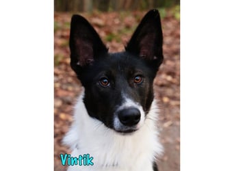 Vintik 08/2021 (RUS) - lebensfroher, intelligenter und sportlicher Rüde!