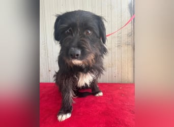 Kimani, Schnauzer-Mix, Hündin, geb. 01.11.2023, ca. 40 cm, 12 kg