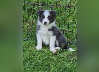 Bordercollie Welpen mit VDH Papieren