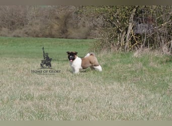 Echter reinrassiger American Akita Hündin
