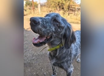Nadine-liebe, verträgliche Setter-Mix-Hündin sucht ihre Familie