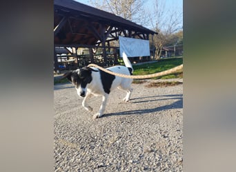 Die schüchterne Zseda sucht einfühlsame Menschen mit nette Hunden !