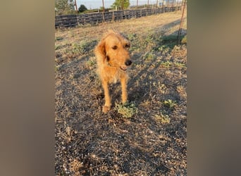 Kelly – Griffon Mix: sanfte Hundeseele sucht dringend ein Zuhause voller Liebe