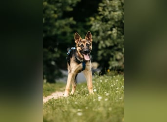 Verspielte Samantha sucht ihre Familie