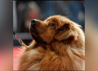 Do khyi Tibetischer Mastiff