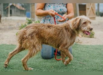 Curly, Mix Podengo / Labradoodle, lieb und sozial