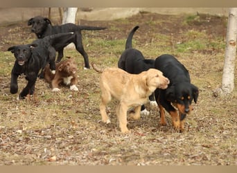 Hübscher Fido sucht seine Familie