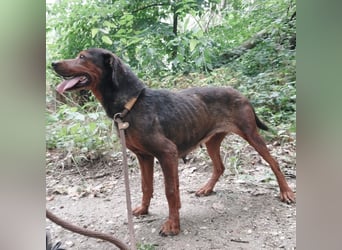Missy braucht Liebe