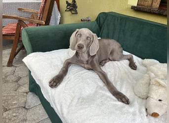 Weimaraner-Mix Welpen aus liebevoller Verpaarung – 12 kleine Wunder suchen ihr Zuhause