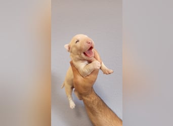 Miniatur Bullterrrier Welpe Rüde