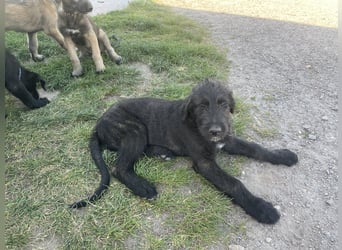 Irische Wolfshunde/ Irish Wolfhound Welpen