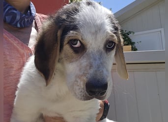Anouk: sucht Liebe und Geborgenheit