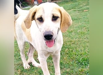 Fred - griech. Schäferhund-Mischling