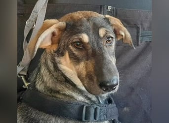Nadja - fröhliche, aktive, liebe Schäferhund Mix Hündin / z.Zt. noch in Rumänien