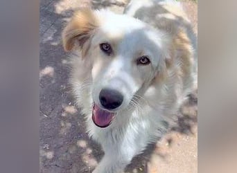 BUBBLES - Hunde-Teenagerin auf Familiensuche!