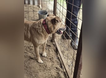 Ledi LM - Kuschelbedürftige Hundedame mit großem Herzen