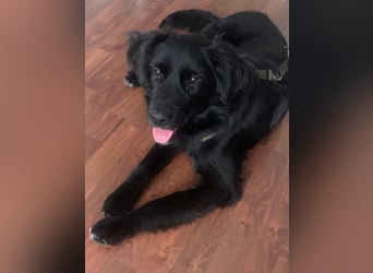 Herzenshund Golden Retriever Mix Jamie sucht sein Körbchen