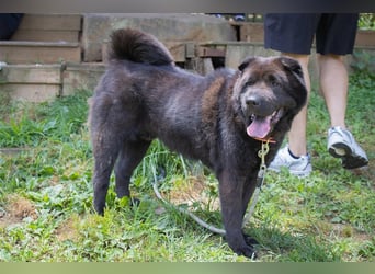 Moet freundlicher ,gemütlicher Chow-chow-Mix,ca 10 Jahre ,25 kg, sucht ein warmes Körbchen