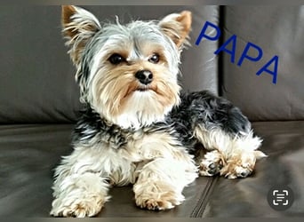 Liebe auf vier Pfoten – Yorkshire Terrier Welpen suchen ihr Für-immer-Zuhause!