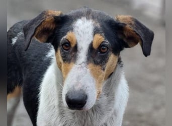 Dino ❤️ aufgeweckter, lieber Traumhund