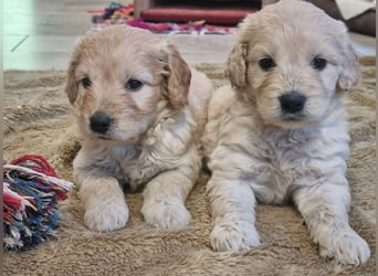 GOLDENDOODLE Traum ! Bezaubernde Welpen aus langjähriger+überprüfter Familienaufzucht.