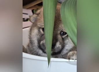 Shiba inu Welpen.   vom Haus Joe   ,Liebhaberzucht