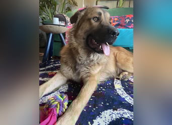 Grizzly sucht noch sein Zuhause