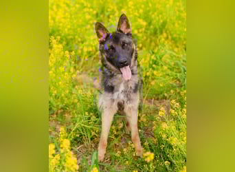 Ein schöner Schäferhund Mischling *Balou* wartet auf sein neues zuhause