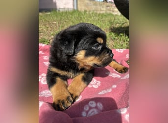 Reinrassige Rottweiler Welpen , Sportliche leistung Zucht