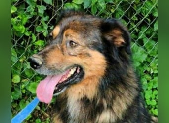 Bildhübscher *JARO* - ist eine Seele von Hund