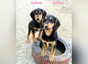 Selina2 geb. 09/2024 (in Deutschland) - aufgeschlossene und kluge Junghündin!