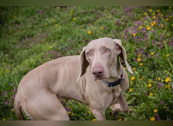 Weimaraner Hündin Melly