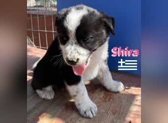 Shira,geb.02/25,pütziges Hundemädchen sucht ihre Familie