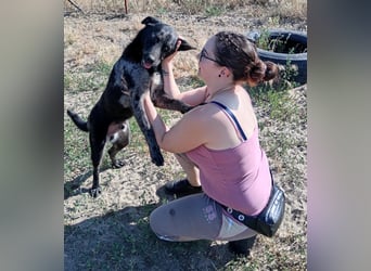 Zecco- ein Wundervoller Hundejunge sucht ein Zuhause