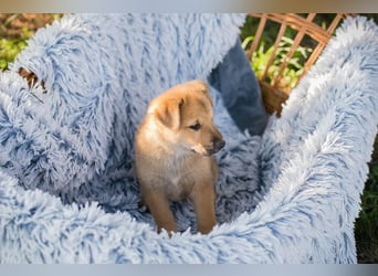 Chip 240683: Hundekind sucht ein Zuhause