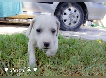 Biscuit, Casper, Pearl, Lily und Dove  suchen ihre Familie ab Oktober