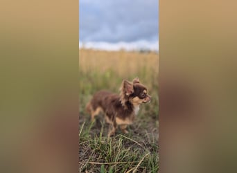 Chihuahua Rüde 